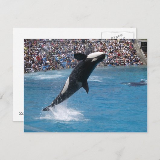Killer Whale Postkarte (Vorne/Hinten)