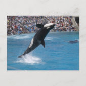 Killer Whale Postkarte (Vorderseite)