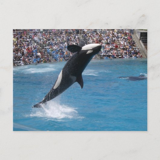 Killer Whale Postkarte (Vorderseite)