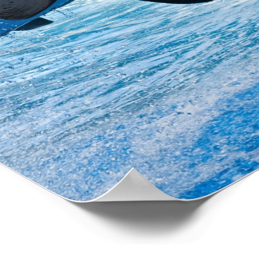 Killer Whale Print Poster (Ecke)
