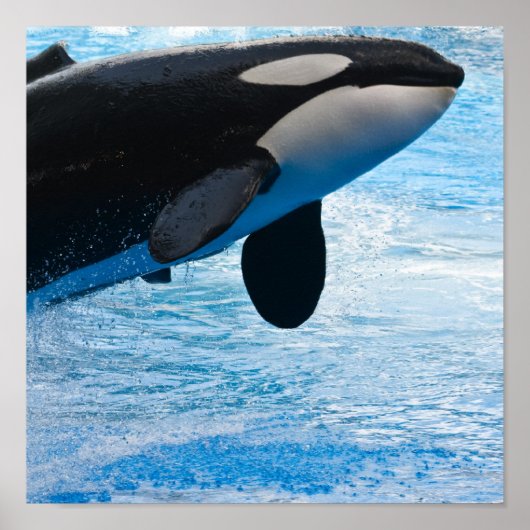 Killer Whale Print Poster (Vorne)
