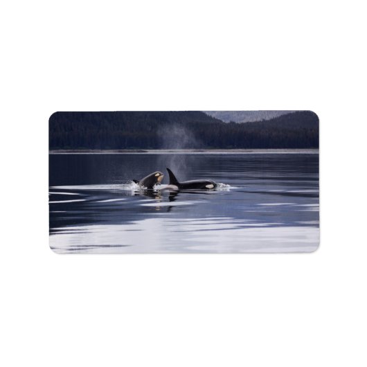 Killer Whales Adressaufkleber (Vorne)