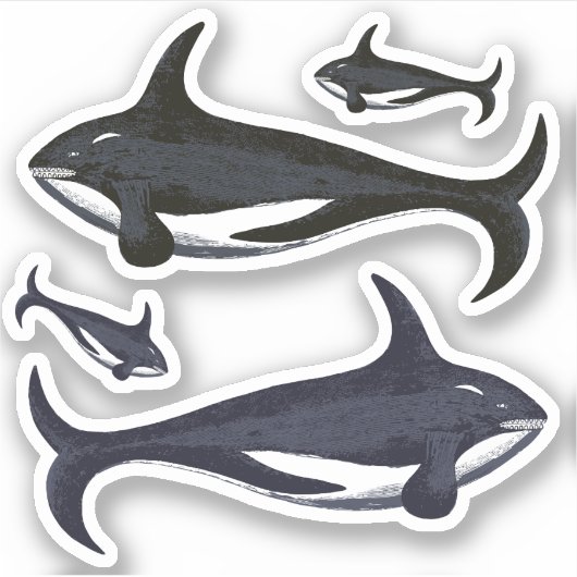 Killer Whales Aufkleber (Vorderseite)