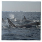 Killerwal Fliese (Vorderseite)