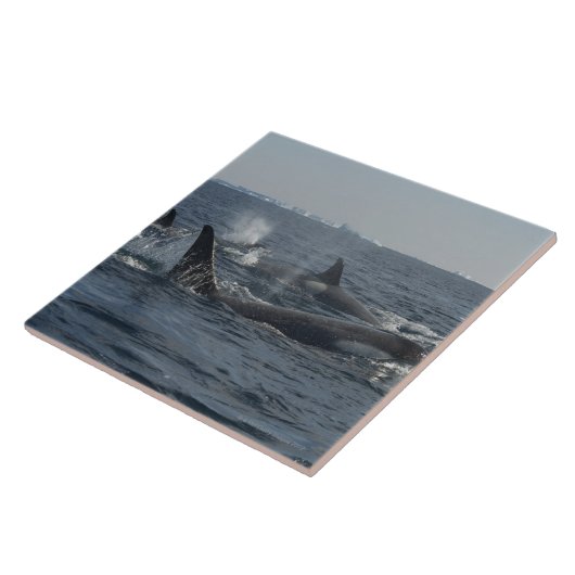 Killerwal Fliese (Seite)