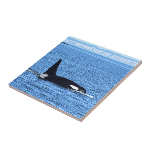 Killerwal Fliese (Seite)