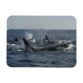 Killerwal Magnet (Horizontal)