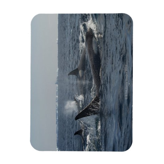 Killerwal Magnet (Vertikal)