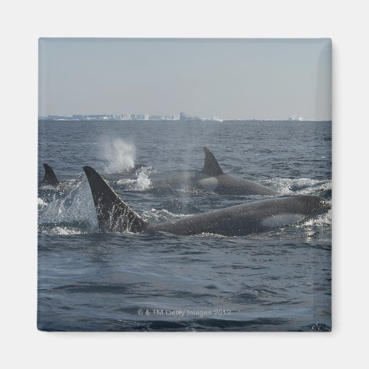 Killerwal Magnet (Vorne)