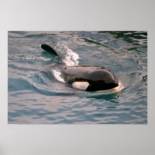 Killerwal Poster (Vorne)