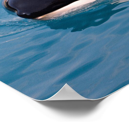 Killerwal Poster (Ecke)