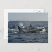 Killerwal Postkarte (Vorne/Hinten)