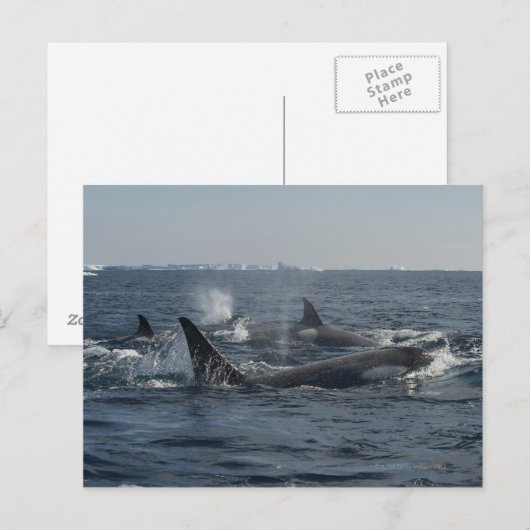 Killerwal Postkarte (Vorne/Hinten)