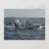 Killerwal Postkarte (Vorderseite)