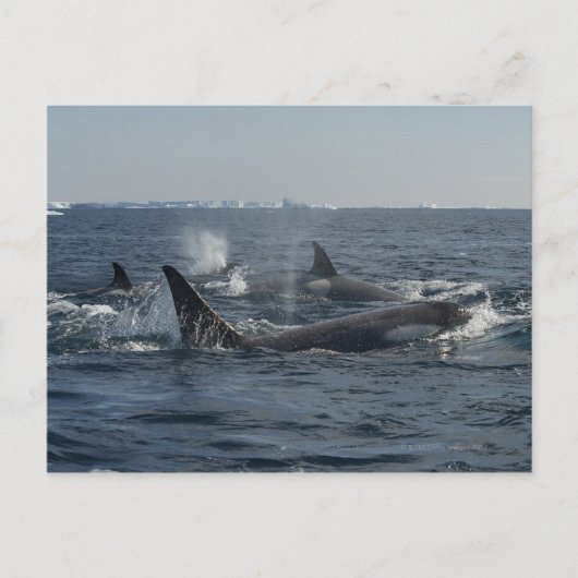 Killerwal Postkarte (Vorderseite)