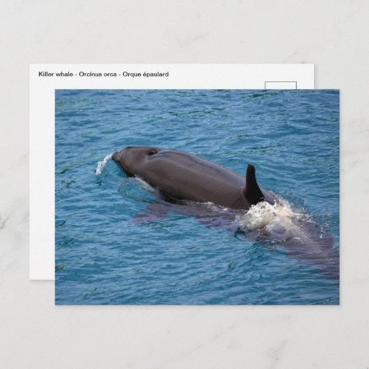 Killerwal Postkarte (Vorne/Hinten)