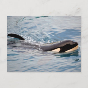 Killerwal Postkarte