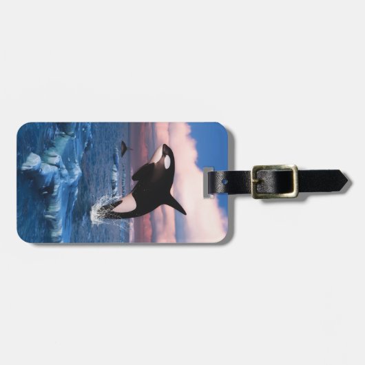 Killerwale in der Arktis Gepäckanhänger (Vorderseite horizontal)