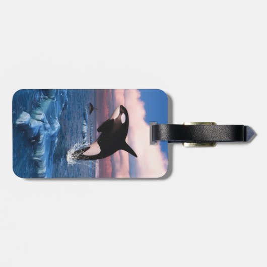 Killerwale in der Arktis Gepäckanhänger (Rückseite horizontal)