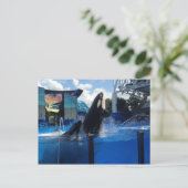 Killerwale in Florida Postkarte (Stehend Vorderseite)