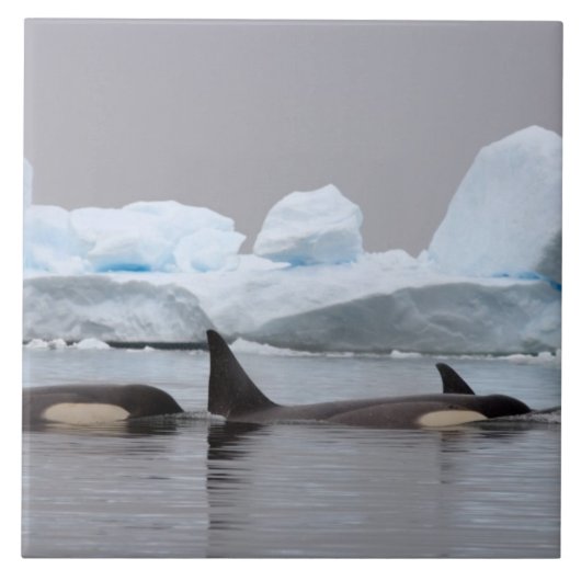 Killerwale (Orcas), Orcinus orca, Pod Fliese (Vorderseite)