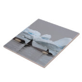 Killerwale (Orcas), Orcinus orca, Pod Fliese (Seite)