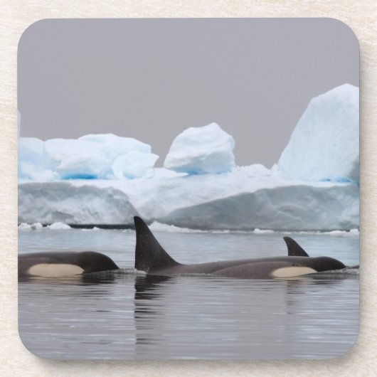 Killerwale (Orcas), Orcinus orca, Pod Getränkeuntersetzer (Vorderseite)