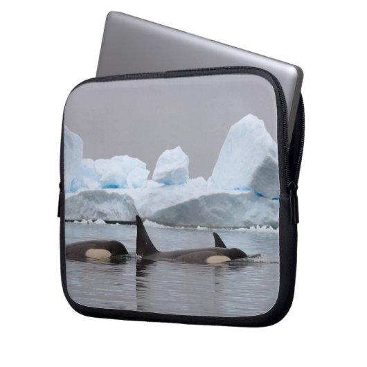 Killerwale (Orcas), Orcinus orca, Pod Laptopschutzhülle (Vorderseite Links)