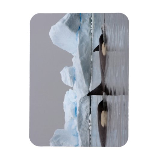 Killerwale (Orcas), Orcinus orca, Pod Magnet (Vertikal)