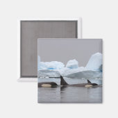 Killerwale (Orcas), Orcinus orca, Pod Magnet (Vorderseite/Rückseite)