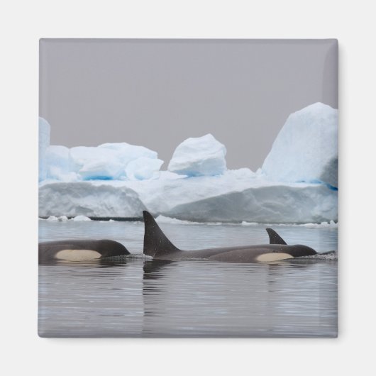 Killerwale (Orcas), Orcinus orca, Pod Magnet (Vorne)