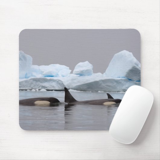 Killerwale (Orcas), Orcinus orca, Pod Mousepad (Mit Mouse)