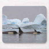 Killerwale (Orcas), Orcinus orca, Pod Mousepad (Vorne)
