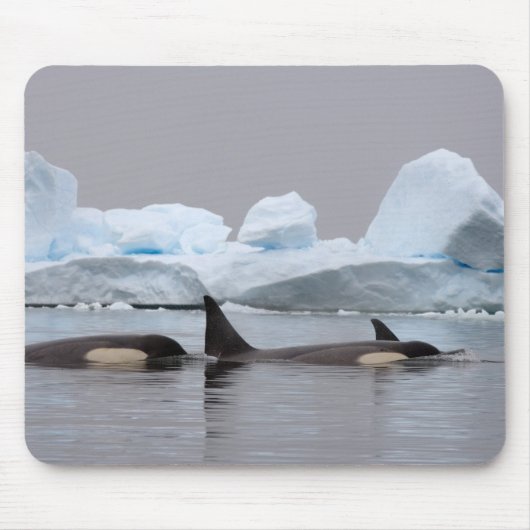 Killerwale (Orcas), Orcinus orca, Pod Mousepad (Vorne)