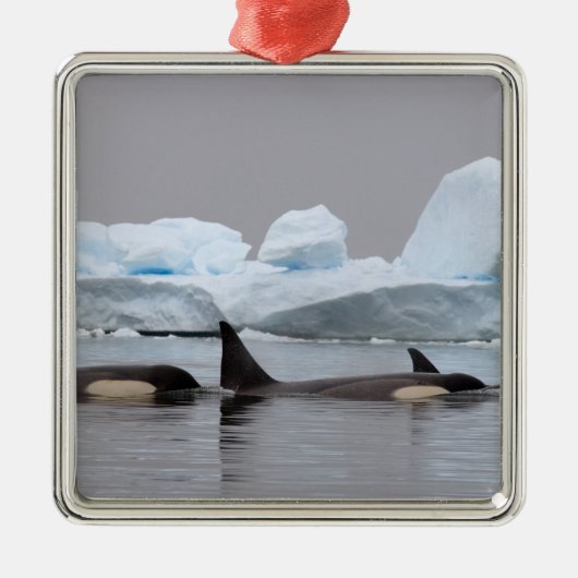 Killerwale (Orcas), Orcinus orca, Pod Ornament Aus Metall (Vorne)