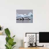 Killerwale (Orcas), Orcinus orca, Pod Poster (Heimbüro)