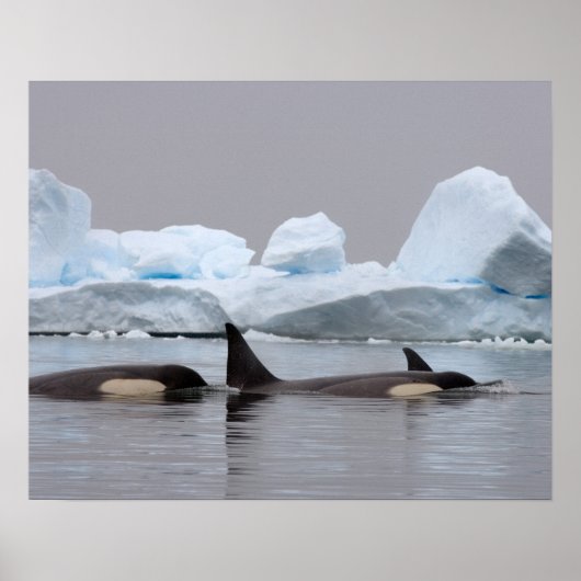 Killerwale (Orcas), Orcinus orca, Pod Poster (Vorne)