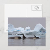 Killerwale (Orcas), Orcinus orca, Pod Postkarte (Vorne/Hinten)