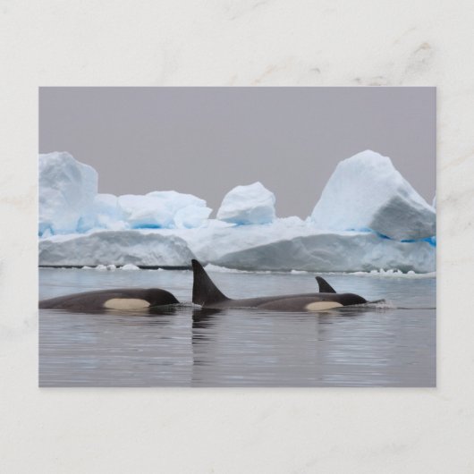 Killerwale (Orcas), Orcinus orca, Pod Postkarte (Vorderseite)