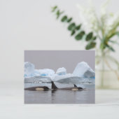 Killerwale (Orcas), Orcinus orca, Pod Postkarte (Stehend Vorderseite)