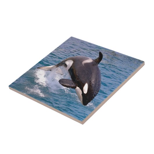 Killerwale springen aus dem Wasser Fliese (Seite)