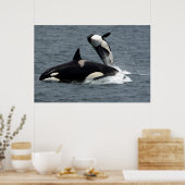 Killerwale springen poster (Küche)