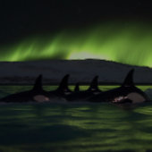 Killerwale Unter der Aurora - Orca Puzzle