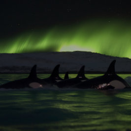 Killerwale Unter der Aurora - Orca Puzzle