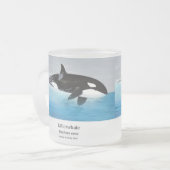 Killerwhale , Orcinus orca Mattglastasse (Vorderseite Links)