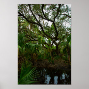 Kilpatrick Hammock, Kissimmee Prairie Preserve, FL Poster