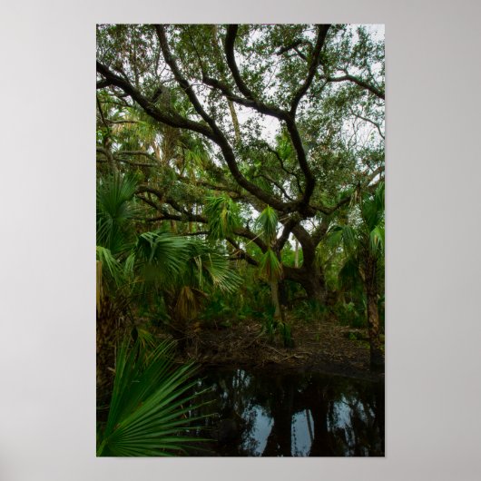 Kilpatrick Hammock, Kissimmee Prairie Preserve, FL Poster (Vorne)