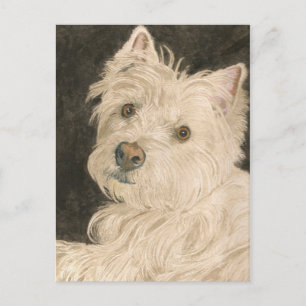 Kiltie the West Highland White Terrier Postkarte
