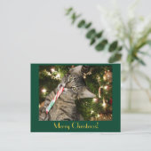 Kimber Cat Eats Candy Cane Postkarte (Stehend Vorderseite)