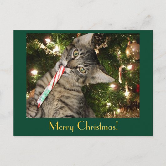 Kimber Cat Eats Candy Cane Postkarte (Vorderseite)